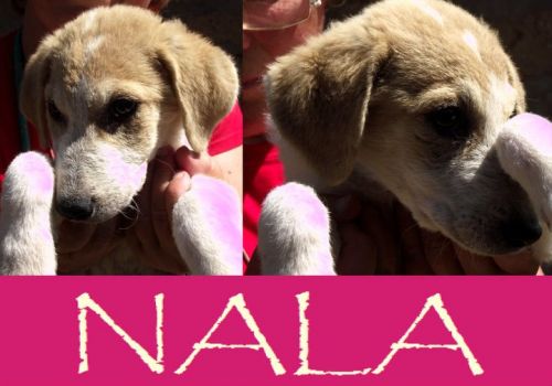 Nala