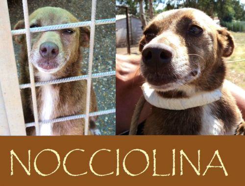 Nocciolina