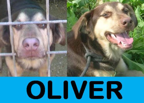 OLIVER-1