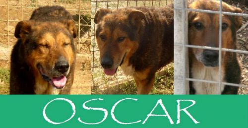 Oscar_2