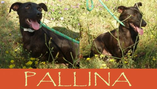 Pallina