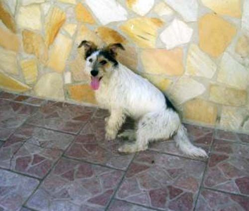 Panzarotto