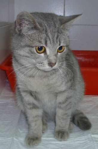 Perlina