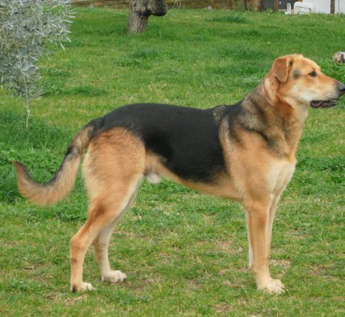 Pinotto_x_cucciol