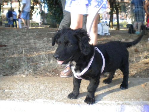 Polly2