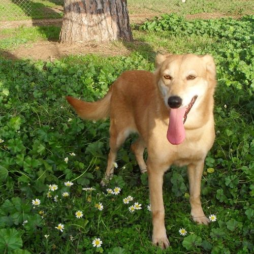 Principessa-villa-andreina