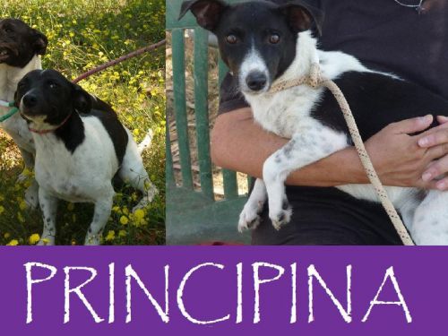 Principina