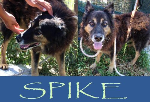 Spike_appello