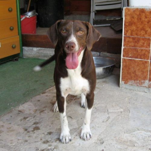 Stellina