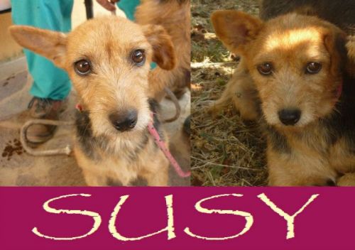 Susy_2