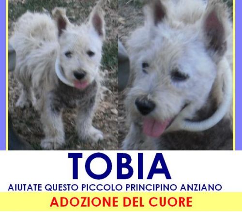 TOBIA_APPELLO