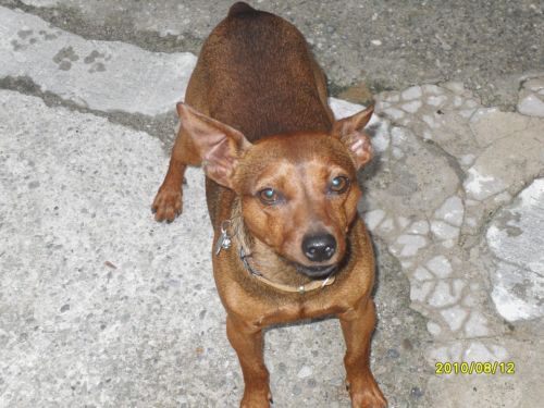 TYSON_copy