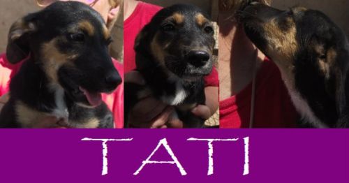 Tati