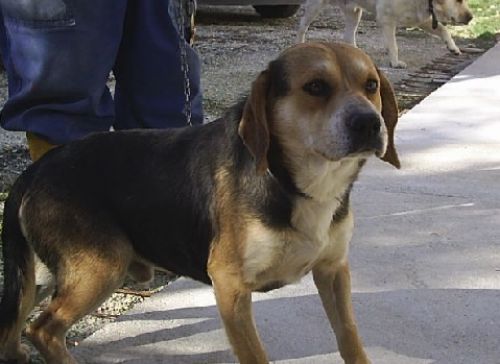 Ulisse_beagle_16.1.12