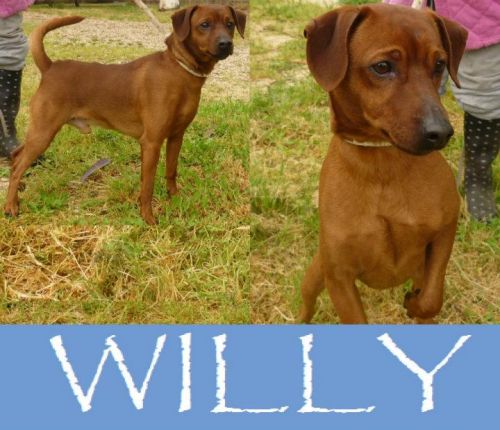 Willy