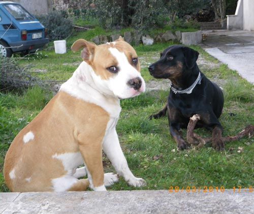 achille-e-gabriela