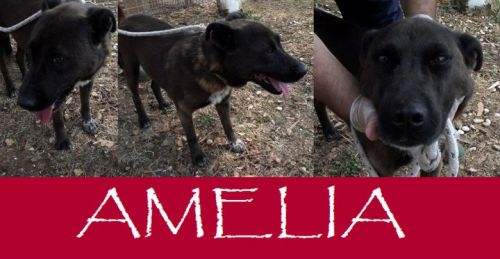 amelia_2