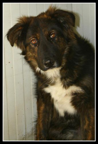 balto2