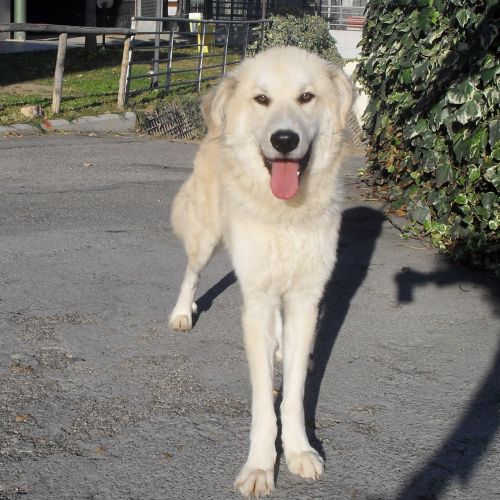 balto_muratella