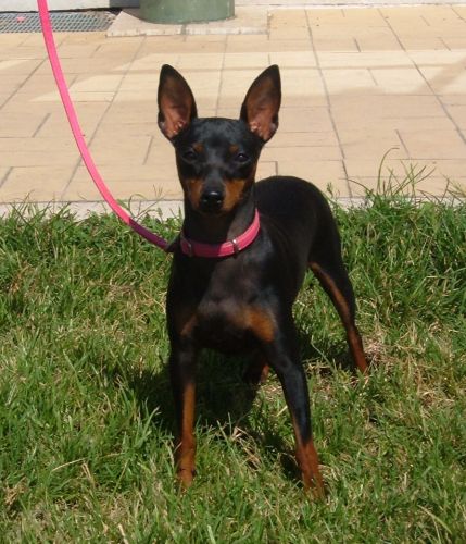 bea_pinscher1