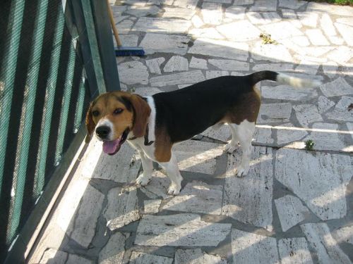 beagle_trovatoAnzio