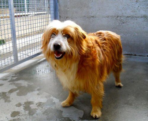 beniamino