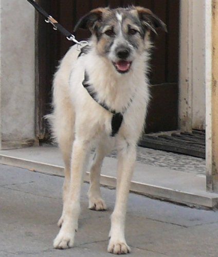 bergamo-birba