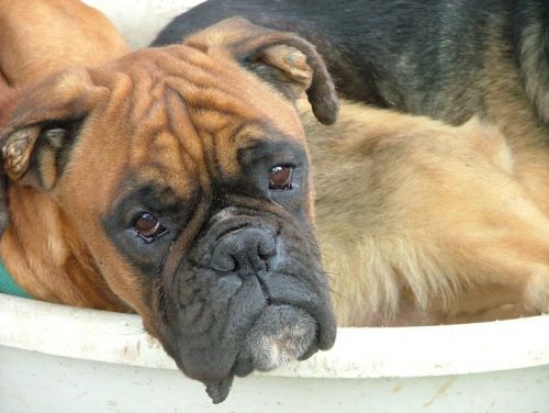 boxer_rocc