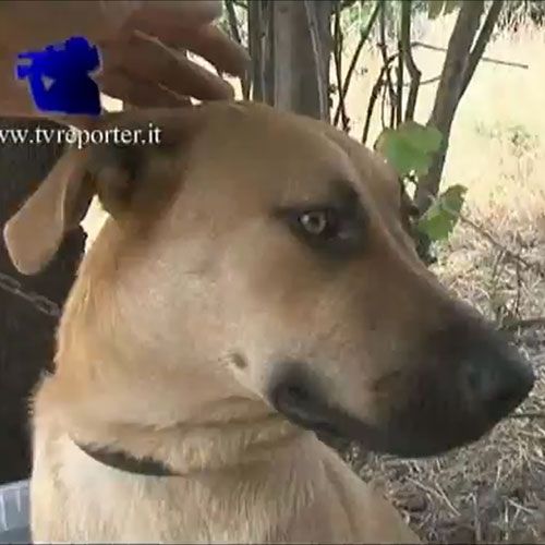 cane-sequestro
