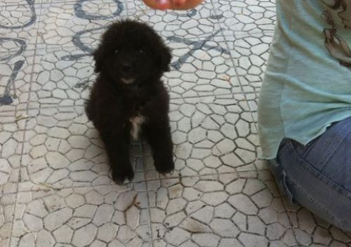 cucciola_caserta3