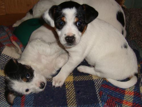 cuccioli-taglia-medio-piccola