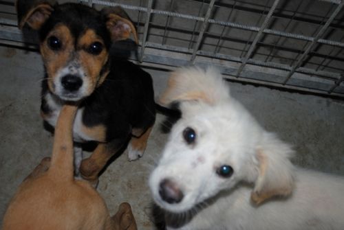 cuccioli1ottobre