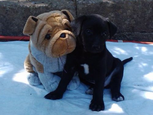 cuccioli_Montaltore
