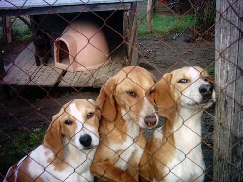 cuccioli_calcata