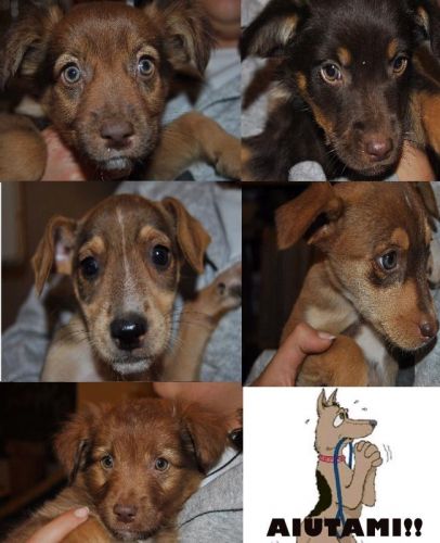 cuccioli_campania