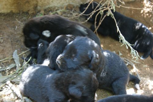 cuccioli_giocherelloni