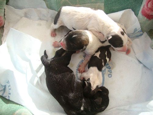 cuccioli_manfredonia