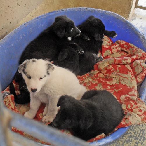 cuccioli_muratella_ottobre