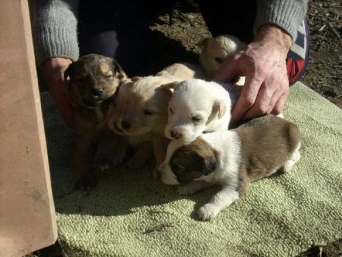 cuccioli_salerno