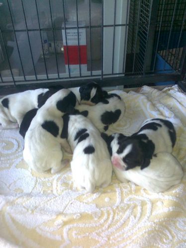 cuccioliincr.pointer
