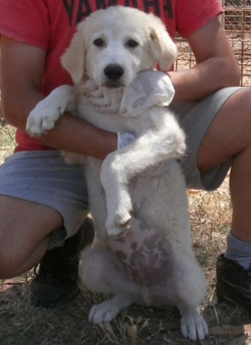 cucciolo6