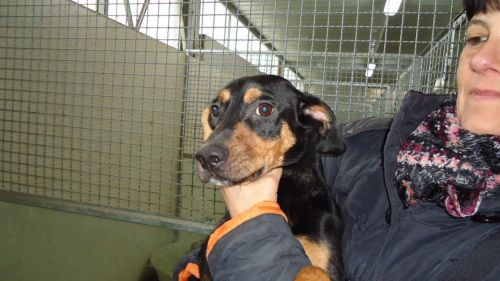 doberman