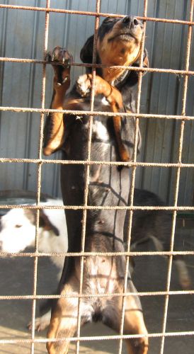dobidue1