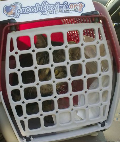 gatti_sterilizzati