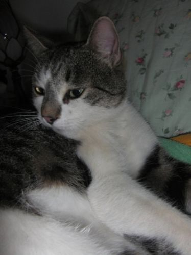 gatto_smarrito-cassano-varese