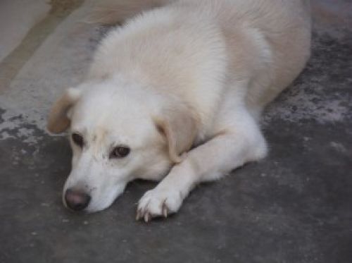 guido-9-300x224