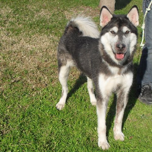 husky_smarrito_muratella
