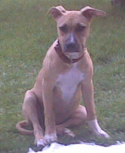 kora