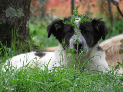 laika