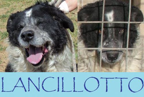 lancilotto